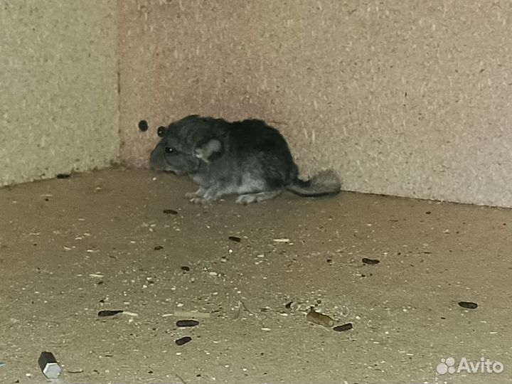 Шиншиллы и вольер