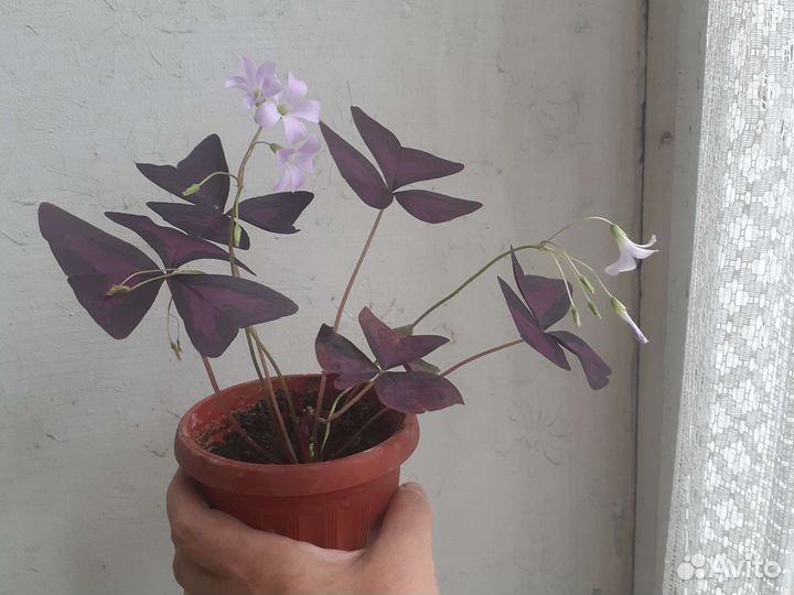 Оксалис (кислица)