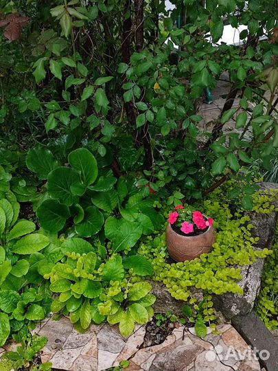 Цветы садовые многолетние