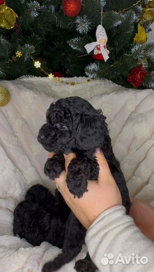 Малыши той пуделя