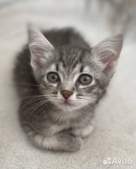 Котёнок-мальчик