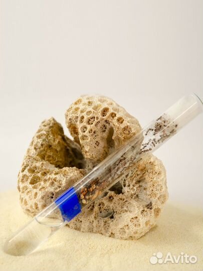 Муравьи для фермы