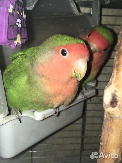 Попугаи неразлучники краснощекастые