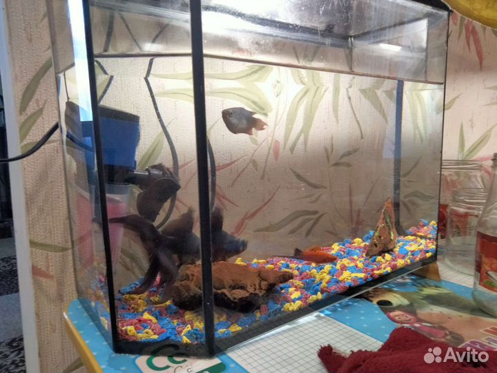 Аквариум с рыбками