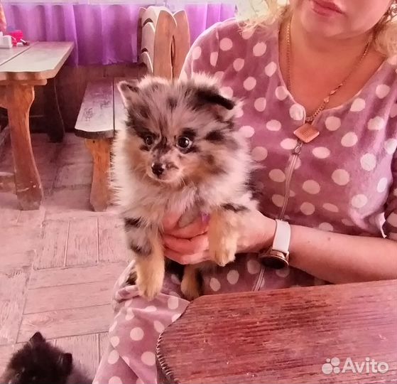 Померанский шпиц