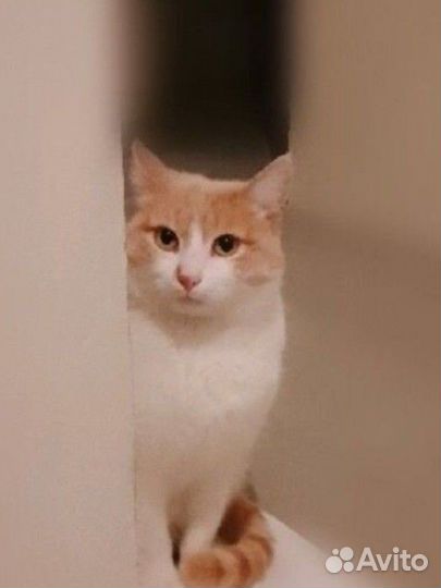 Котик ищет дом