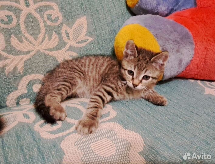 Котенок мальчик