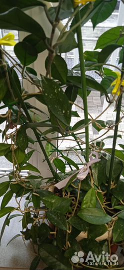 Хойя, денежное дерево, эпифиллум