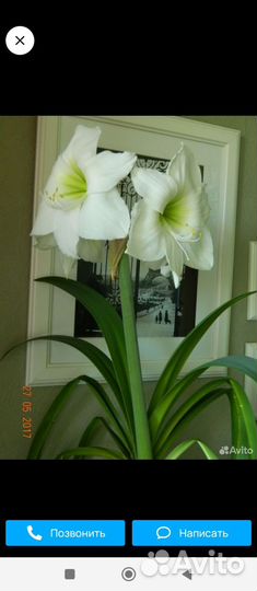 Гипераструм