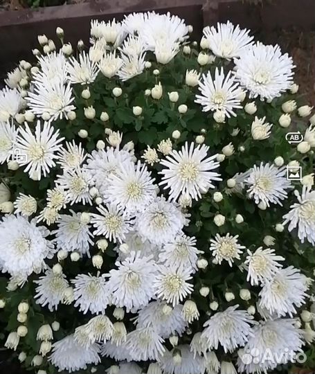 Хризантема мультифлора