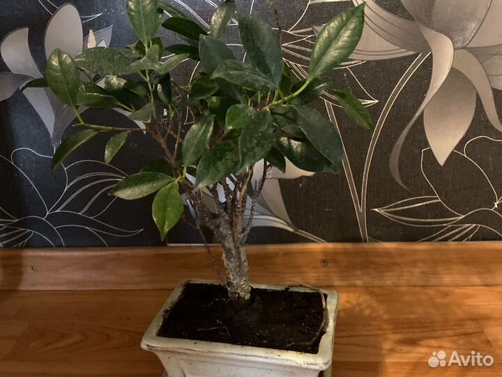 Бонсай микс