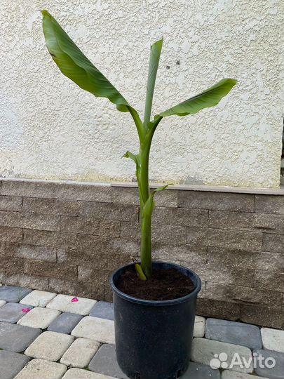 Банановая пальма