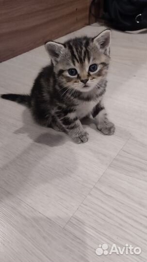 Шотландские прямоухие котята