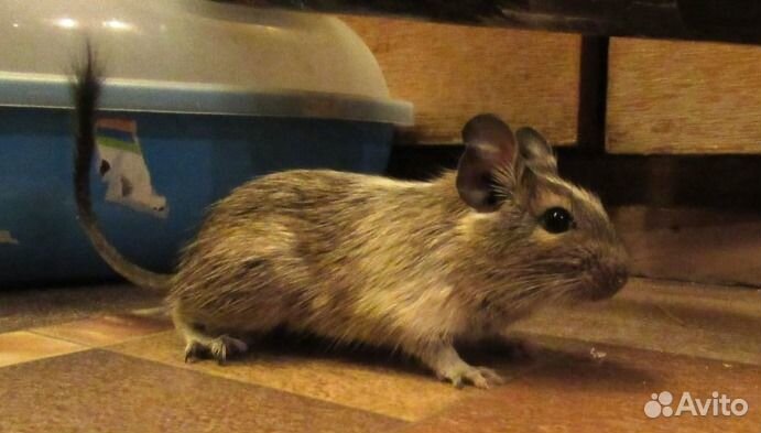 Белки дегу из питомника