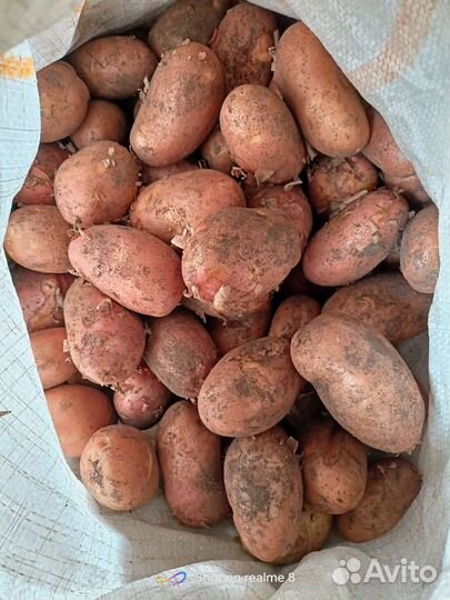 Продам картофель