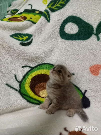 Продам котят