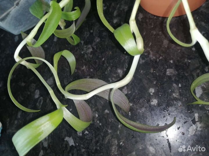 Традисканция