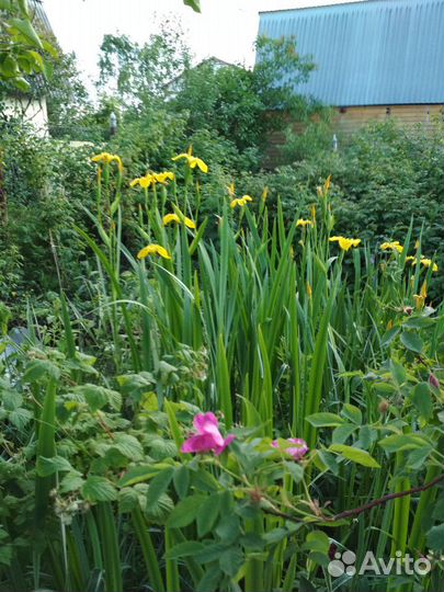 Ирис сибирский