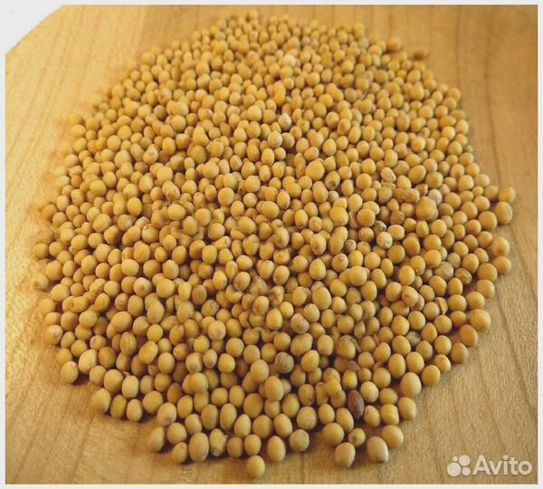 Семена Горчицы Белой оптом