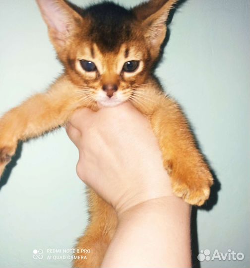 Яркие ушастики