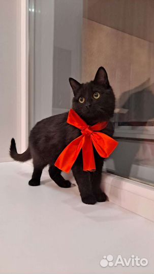 Кошечка - подросток в добрые руки