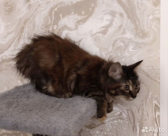 Курильский Бобтейл девочка три месяца