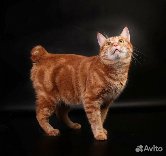 Курильский бобтейл