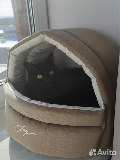 Передержка котов и кошек / Котоняня