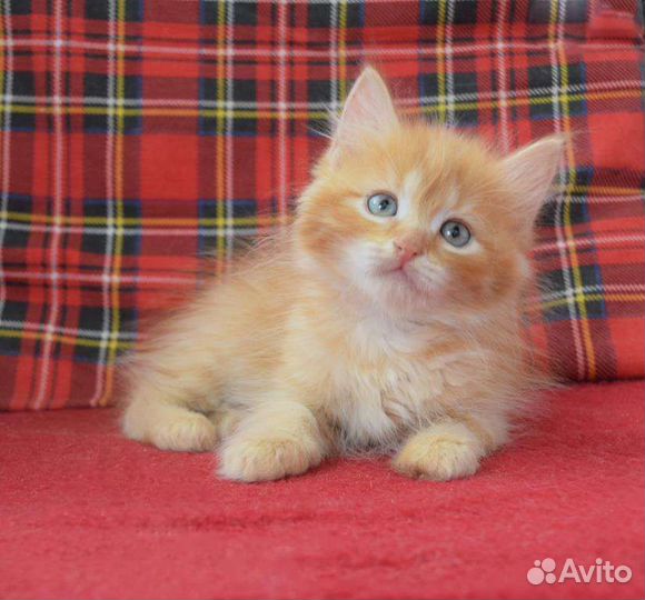 Сибирский котенок