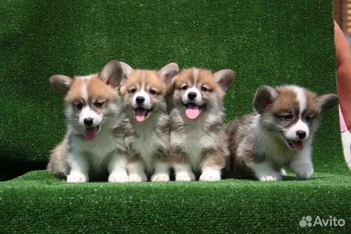 Вельш корги пемброк. Щенки