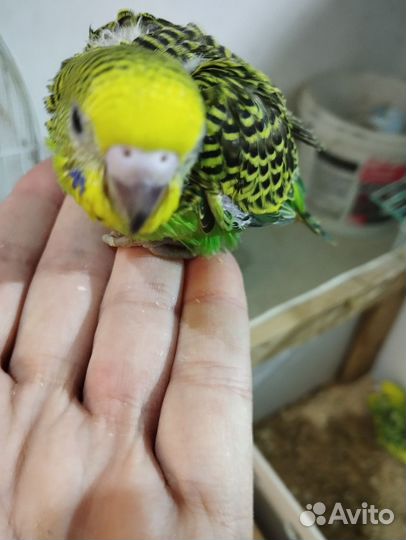 Попугай волнистый от заводчика