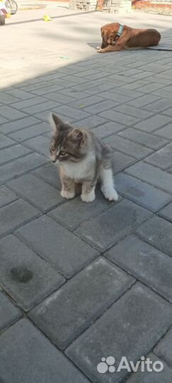 Котята в добрые руки бесплатно