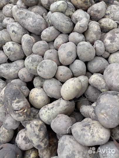 Продам картофель