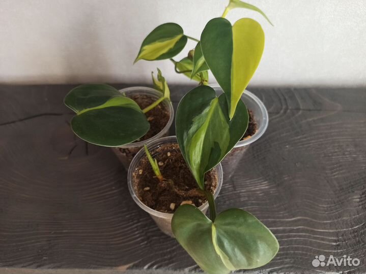 Комнатные растения