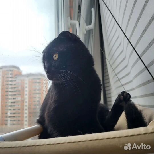 Вязка с котом шотландцем