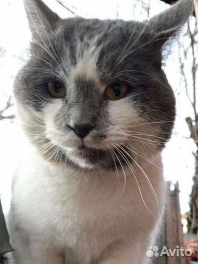 Кот Томас ищет семью