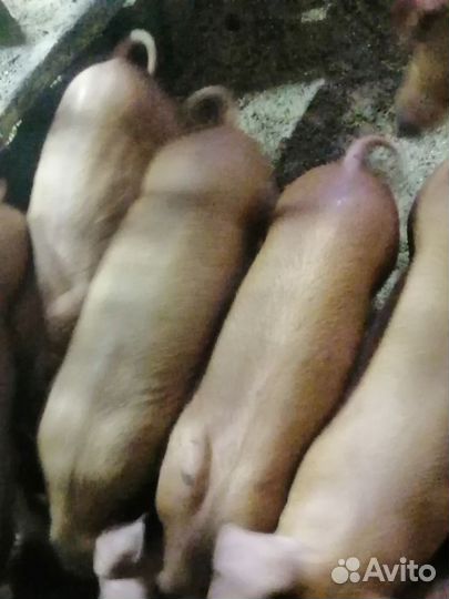 Поросята дюрок