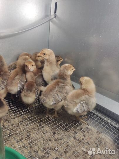 Цыплята