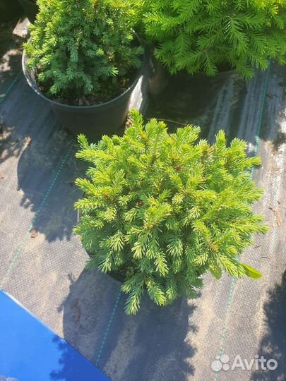 Ель нидиформис