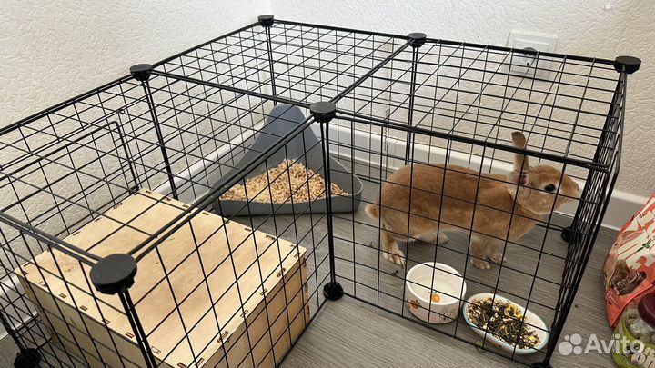 Кролик декоративный в добрые руки