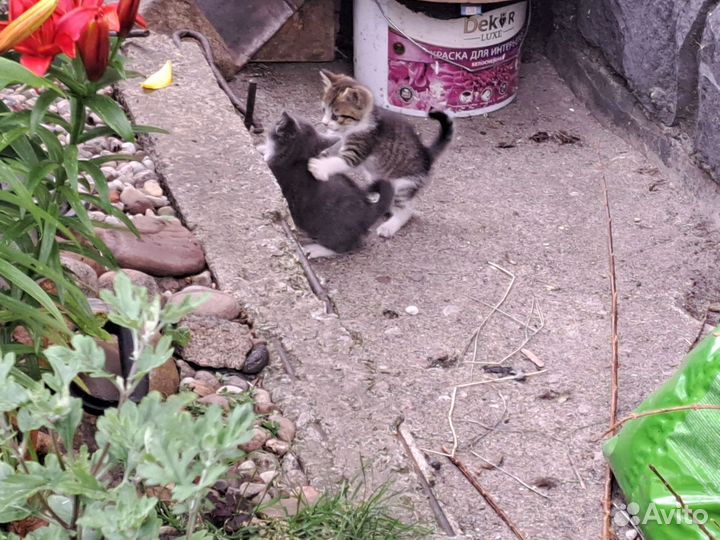 Котята в добрые руки бесплатно