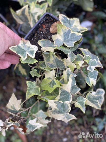 Плющ сортовой пестролистный