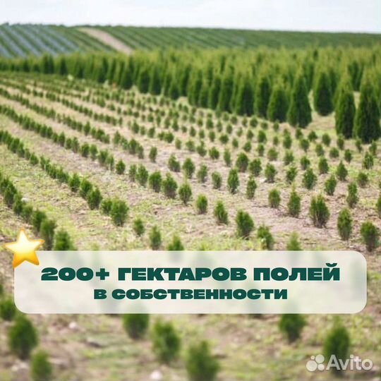 Туя с доставкой на участок