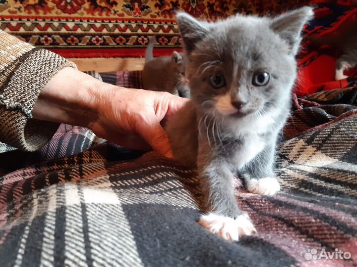 Котята