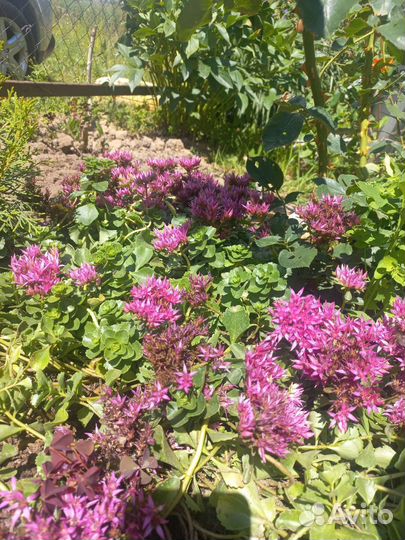 Почвопокровные растения