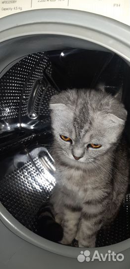 Отдам бесплатно