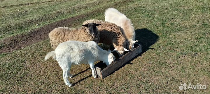 Продажа коз и баранов