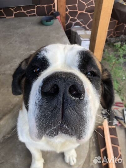 Сенбернар вязка