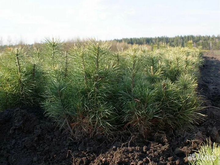 Сосна обыкновенная с доставкой