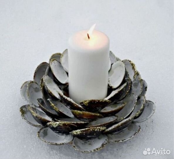 Морские ракушки раковины